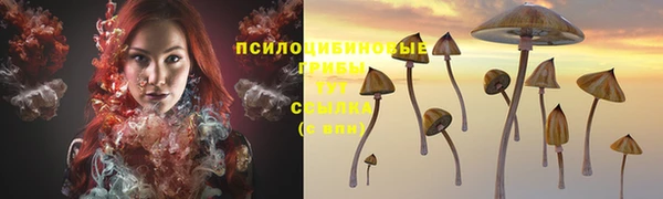 PSILOCYBIN Бородино